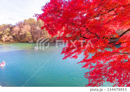 【福島県_裏磐梯】五色沼(毘沙門沼)の紅葉、10月 11月 【福島県_裏磐梯】五色沼(毘沙門沼)の紅葉、10月 11月 134479953