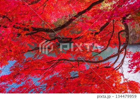 【福島県_裏磐梯】五色沼（毘沙門沼）の紅葉、10月 11月 134479959