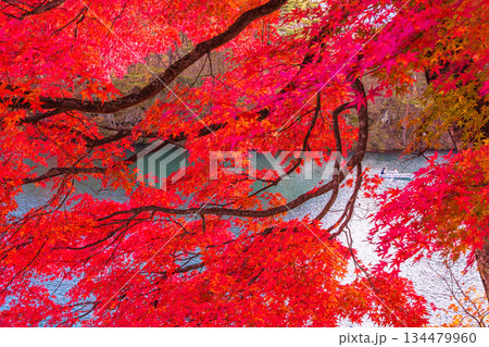 【福島県_裏磐梯】五色沼（毘沙門沼）の紅葉、10月 11月 134479960