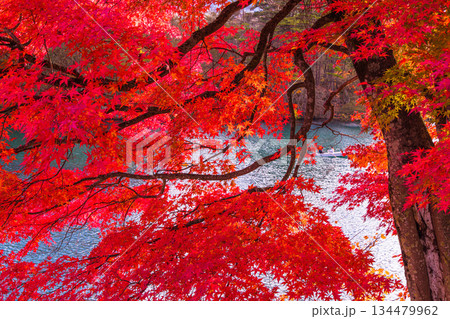 【福島県_裏磐梯】五色沼（毘沙門沼）の紅葉、10月 11月 134479962