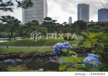 日本庭園に咲く紫陽花と都心の高層ビル | 旧芝離宮恩賜庭園 日本庭園に咲く紫陽花と都心の高層ビル | 旧芝離宮恩賜庭園 134480003