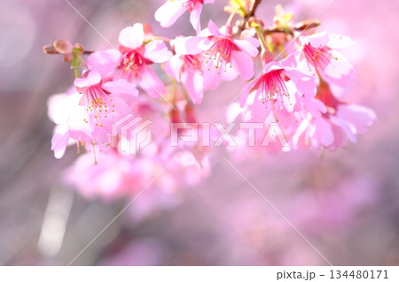 早春の長徳寺おかめ桜 134480171