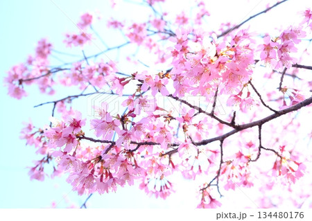 早春の長徳寺おかめ桜 134480176