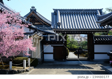 早春の長徳寺おかめ桜 134480177