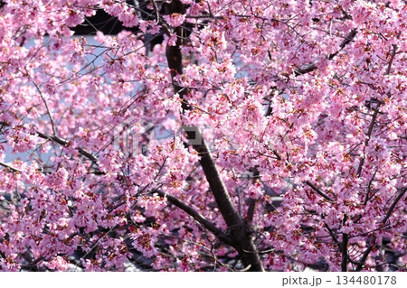 早春の長徳寺おかめ桜 134480178