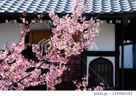 早春の長徳寺おかめ桜 134480181