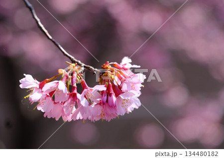 早春の長徳寺おかめ桜 134480182