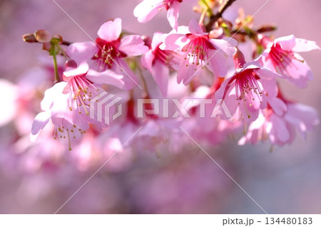 早春の長徳寺おかめ桜 早春の長徳寺おかめ桜 134480183