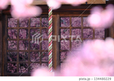格子ガラスに映る早春の桜のイメージ素材 134480229