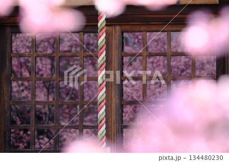 格子ガラスに映る早春の桜のイメージ素材 134480230