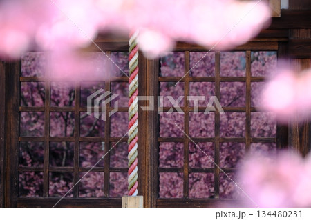 格子ガラスに映る早春の桜のイメージ素材 134480231