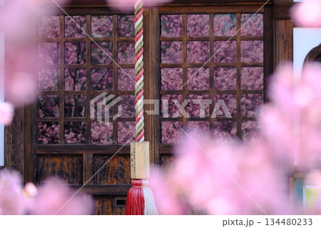 格子ガラスに映る早春の桜のイメージ素材 134480233