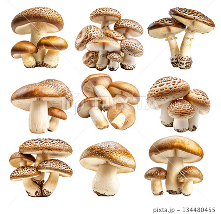 Set of Porcini mushroom showing its textured cap and stem isolated on a white background Set of Porcini mushroom showing its textured cap and stem isolated on a white background 134480455