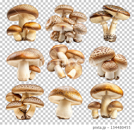Set of Porcini mushroom showing its textured cap and stem isolated on a white background Set of Porcini mushroom showing its textured cap and stem isolated on a white background 134480455