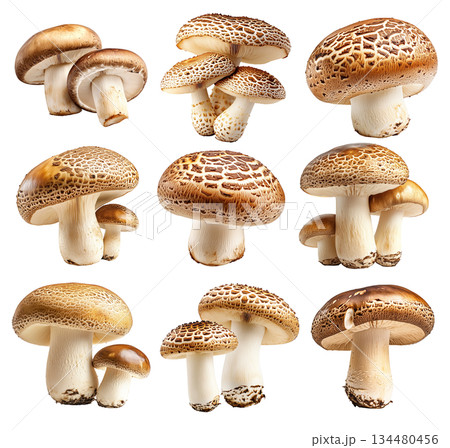 Set of Portobello mushroom showing its textured cap and stem isolated on a white background. 134480456