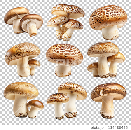 Set of Portobello mushroom showing its textured cap and stem isolated on a white background. 134480456