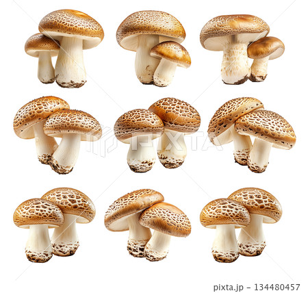 Set of Portobello mushroom showing its textured cap and stem isolated on a white background. Set of Portobello mushroom showing its textured cap and stem isolated on a white background. 134480457