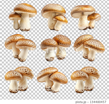 Set of Portobello mushroom showing its textured cap and stem isolated on a white background. 134480457