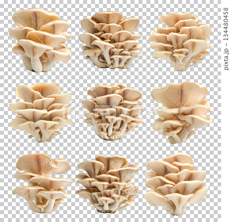 Set of Oyster mushroom showing its textured cap and stem isolated on a white background. 134480458