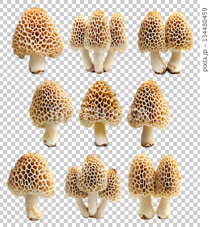 Set of Morel mushroom showing its textured cap and stem isolated on a white background. 134480459