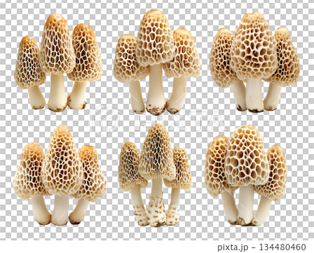Set of Morel mushroom showing its textured cap and stem isolated on a white background. 134480460