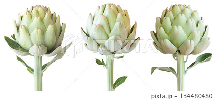 Single fresh green artichoke with detailed texture isolated on white transparent background. 134480480