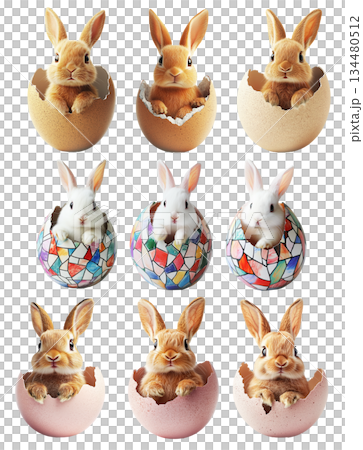 Adorable fluffy bunny peeking out from cracked egg isolated on white background. Symbolizing Easter, spring 134480512