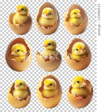 Adorable cute yellow chick emerging from cracked colorful floral eggshell isolated on white background. Adorable cute yellow chick emerging from cracked colorful floral eggshell isolated on white background. 134480513