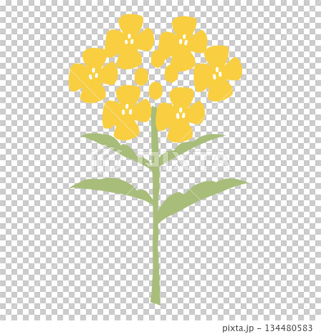 春を彩る菜の花のシンプルなイラスト　 134480583