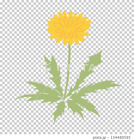 春の野花　たんぽぽのシンプルなイラスト素材 134480585