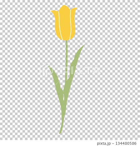 一輪の黄色のチューリップのイラスト　春の花・植物のデザイン素材 134480586