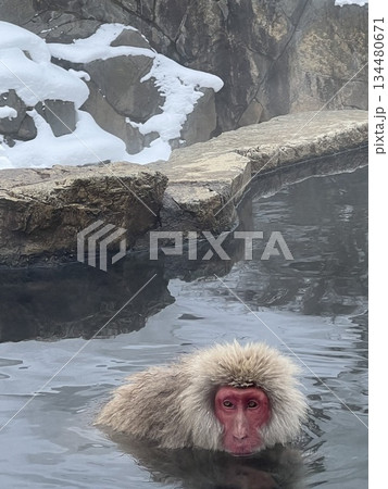 冬に温泉に浸かる猿 長野県の地獄谷野猿公苑 冬に温泉に浸かる猿 長野県の地獄谷野猿公苑 134480671