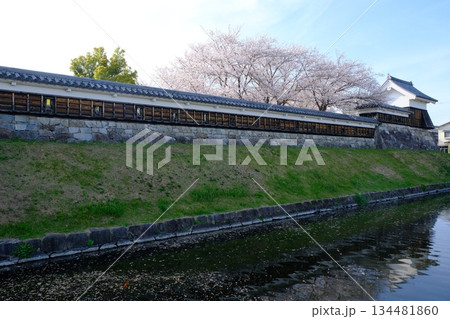 春の桜咲く勝竜寺城公園 春の桜咲く勝竜寺城公園 134481860