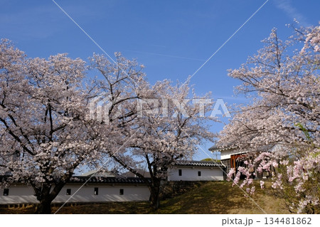 春の桜咲く勝竜寺城公園 春の桜咲く勝竜寺城公園 134481862