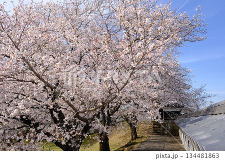 春の桜咲く勝竜寺城公園 春の桜咲く勝竜寺城公園 134481863