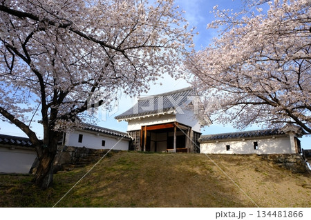 春の桜咲く勝竜寺城公園 134481866