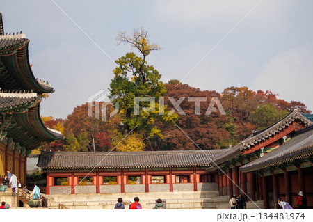 韓国の宮廷の秋の景色 韓国の宮廷の秋の景色 134481974