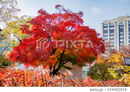 韓国の宮廷の秋の景色 134482019