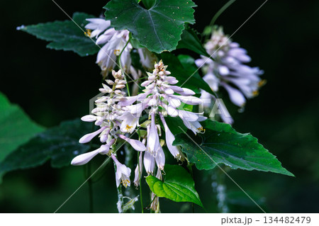 盛夏に咲く清楚な花ギボウシ 134482479