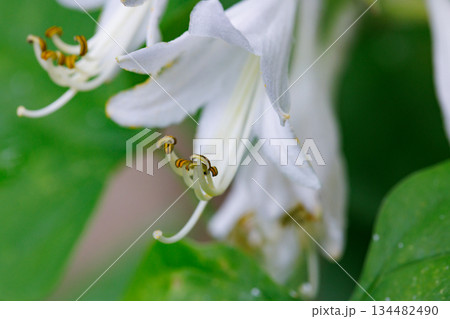 盛夏に咲く清楚な花ギボウシ 134482490