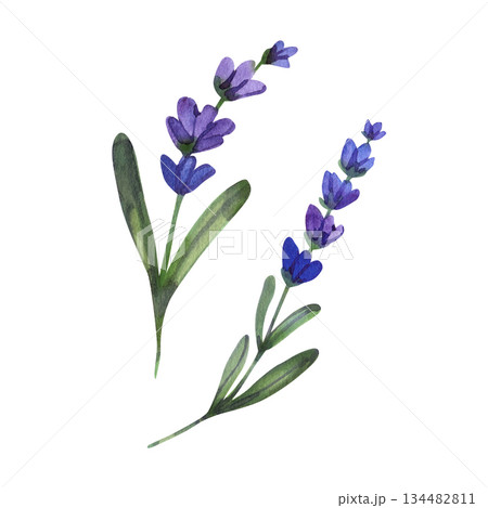 Botanical watercolor illustration of two purple lavender sprigs with green leaves. This hand-painted floral element captures the delicate texture and calming aesthetic of Provencal wild herbs. 134482811
