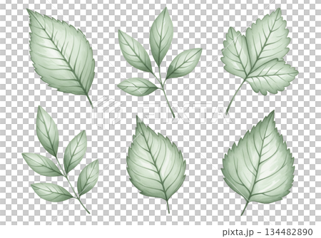 vector set of hand drawn green leaves 134482890