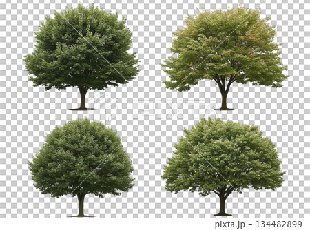 isolated tree on white background 134482899