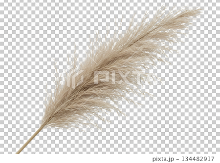 ears of wheat on a black background ears of wheat on a black background 134482917