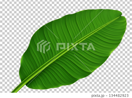 green banana leaf isolated on white background 134482923