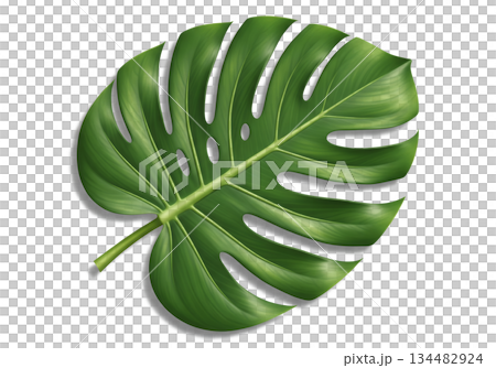 green leaves of palm tree isolated on white 134482924