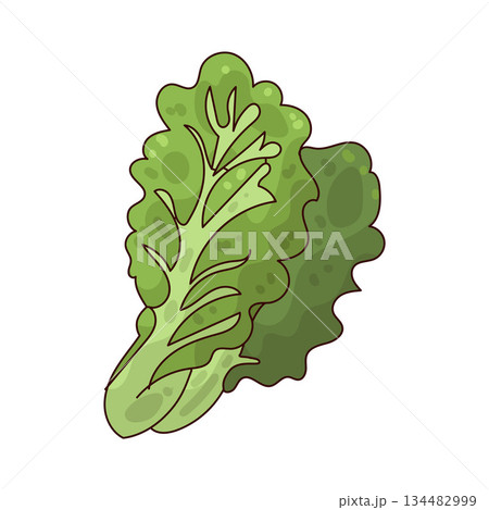 illustration of Lettuce 134482999