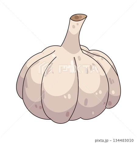 illustration of Garlic illustration of Garlic 134483010