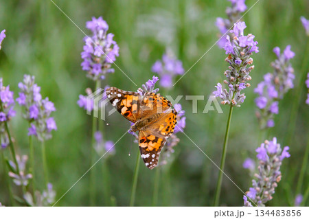 毒蝶のカバマダラに擬態する蝶　ツマグロヒョウモン 134483856