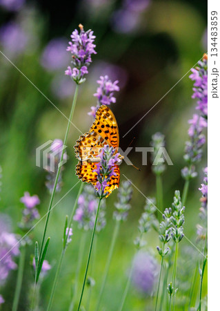 毒蝶のカバマダラに擬態する蝶　ツマグロヒョウモン 134483859
